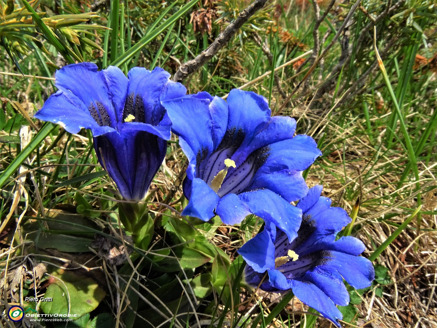 11 Gentiana acaulis (Genziana di Koch) ai Piani dell'Avaro .JPG